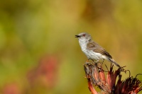 Strizlikovec novozelandsky - Gerygone igata - Grey warbler - riroriro 1626u